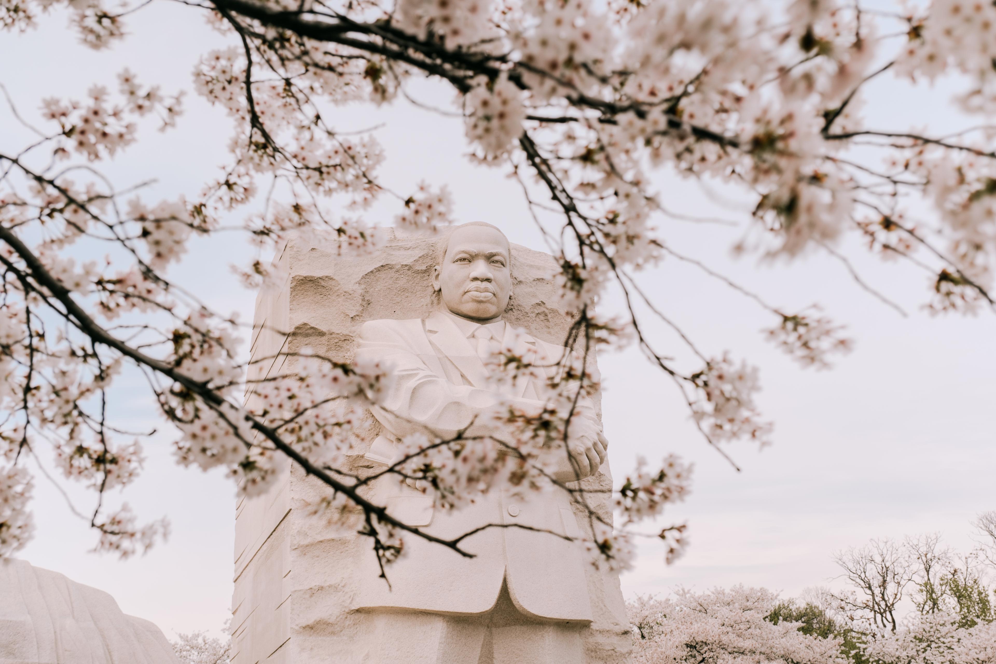View of MLK Memorial statue from between cherry tree branches