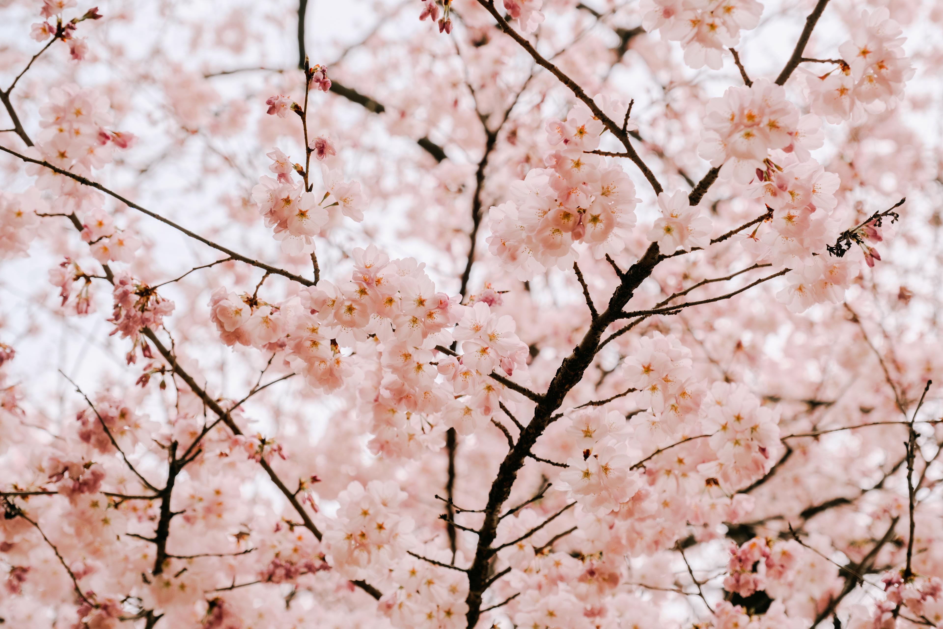 Close up of flowering cherry tree branches