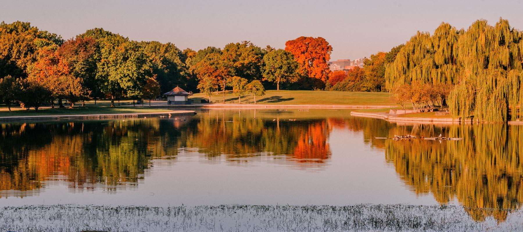 A picturesque view of Constitution Gardens in Washington, DC, during autumn. The calm lake reflects the vibrant colors of the surrounding trees, ranging from green to fiery red and orange. A small pavilion is visible near the water's edge, nestled among the grassy lawns and trees. Weeping willows frame the scene, and ducks swim leisurely in the tranquil water. The skyline of Washington, DC, peeks through the foliage in the distance under a clear sky.