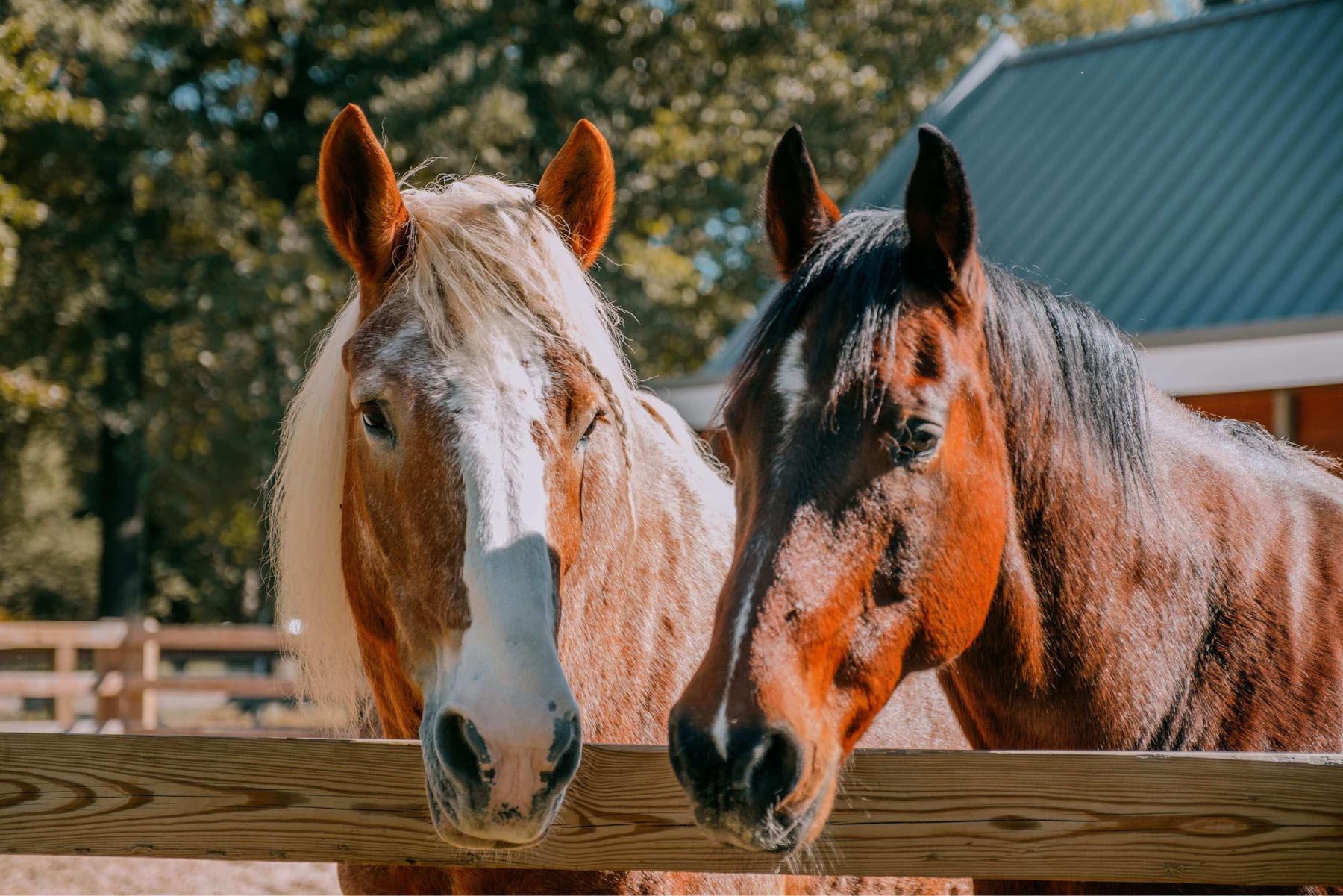 U.S. Park Police Horse Stables and Education Center