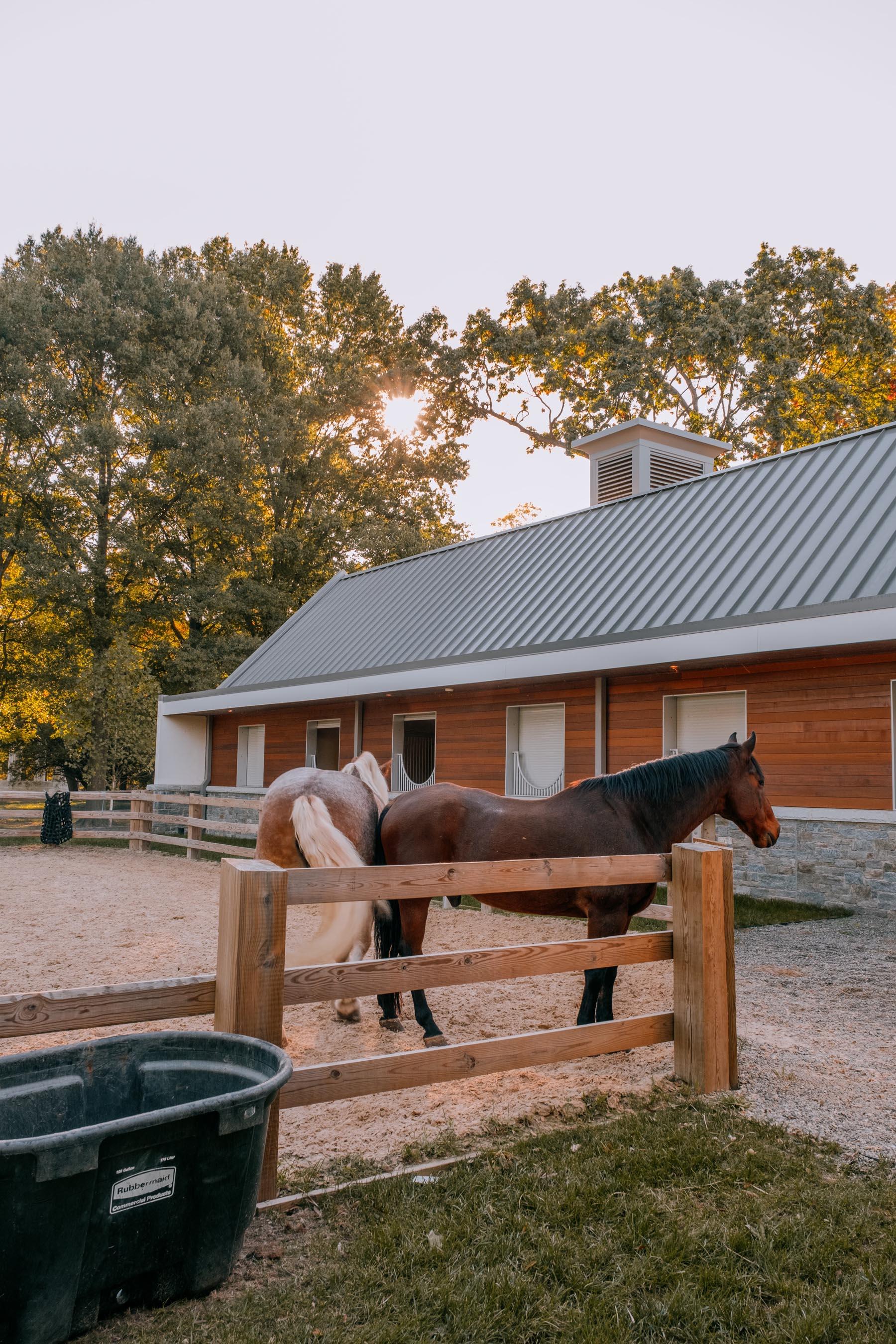 Two horses standing in a paddock at the U.S. Park Police Horse Stables and Education Center, with the stable building and trees in the background during sunset.