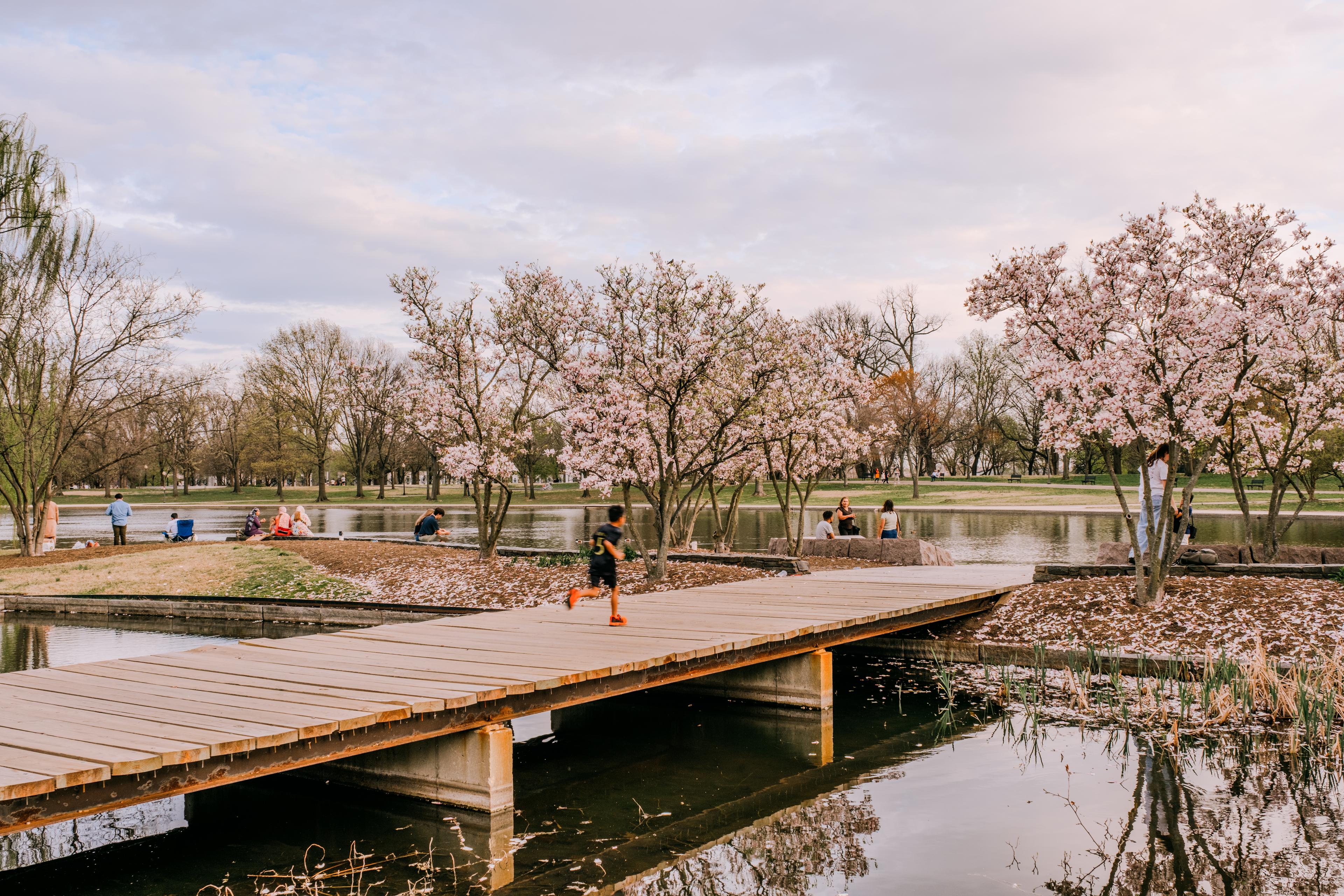 Signers' Island during cherry blossom season
