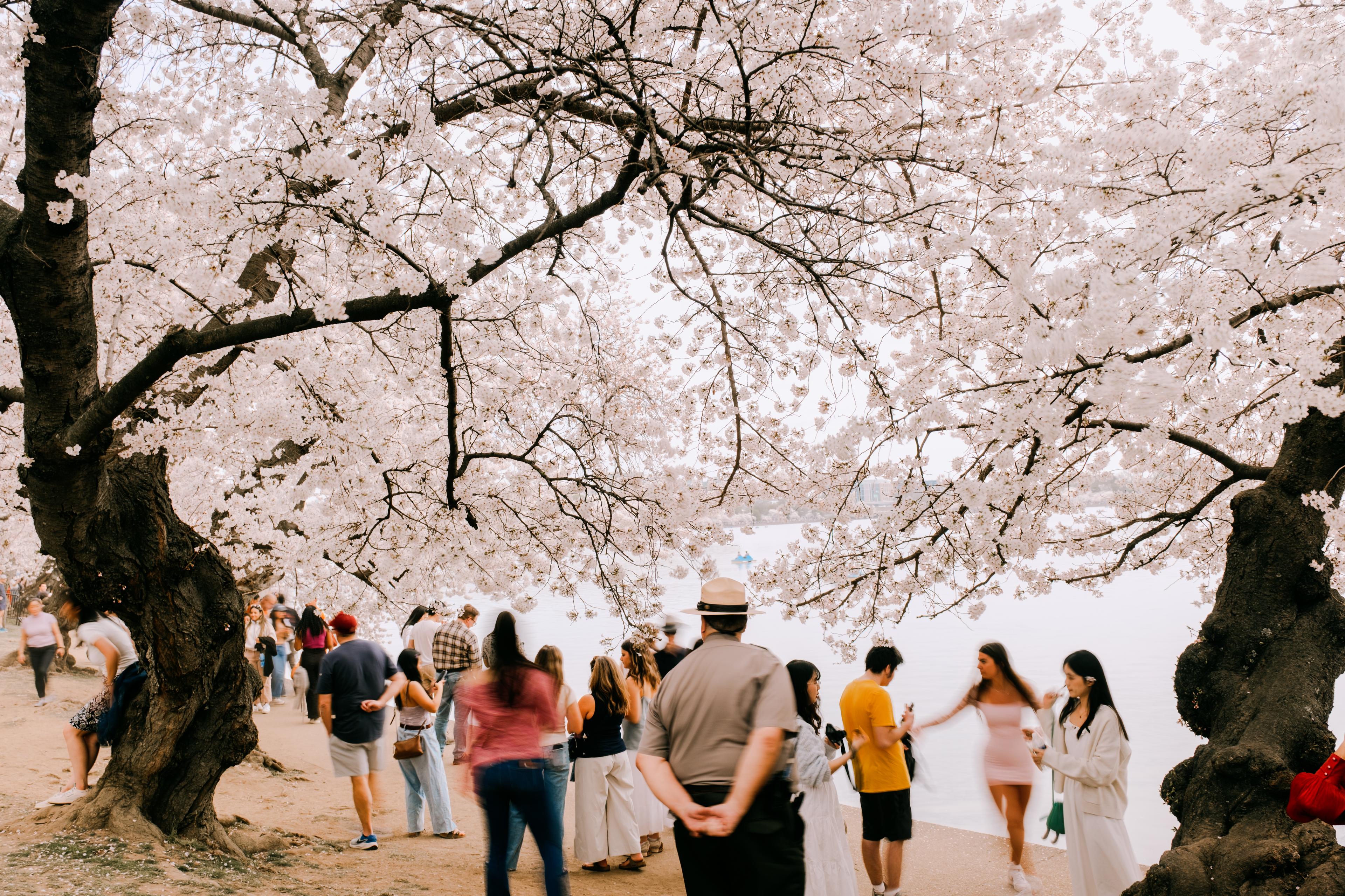 Park Ranger at the Tidal Basin during cherry blossom season