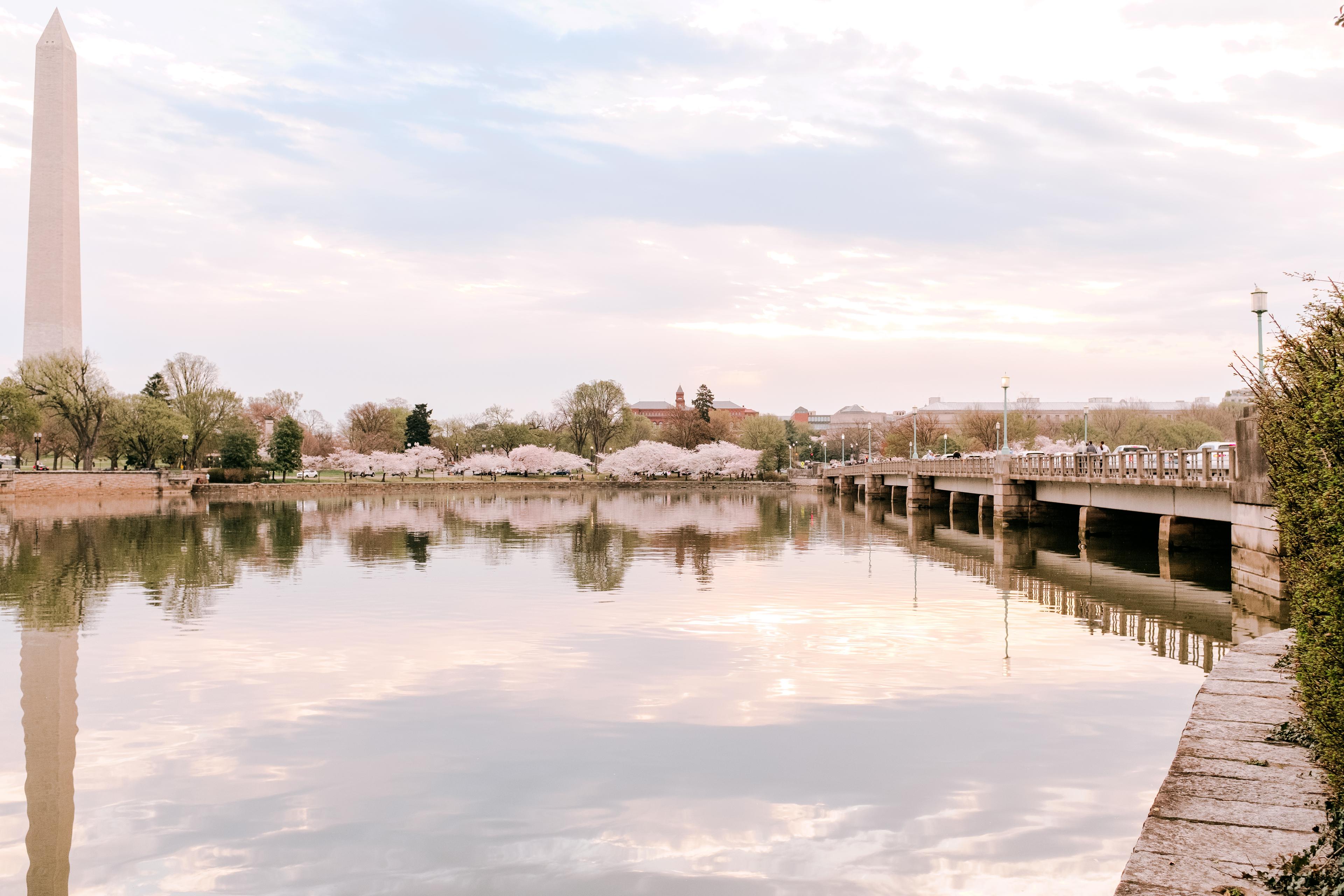 Kutz Memorial Bridge during cherry blossom season