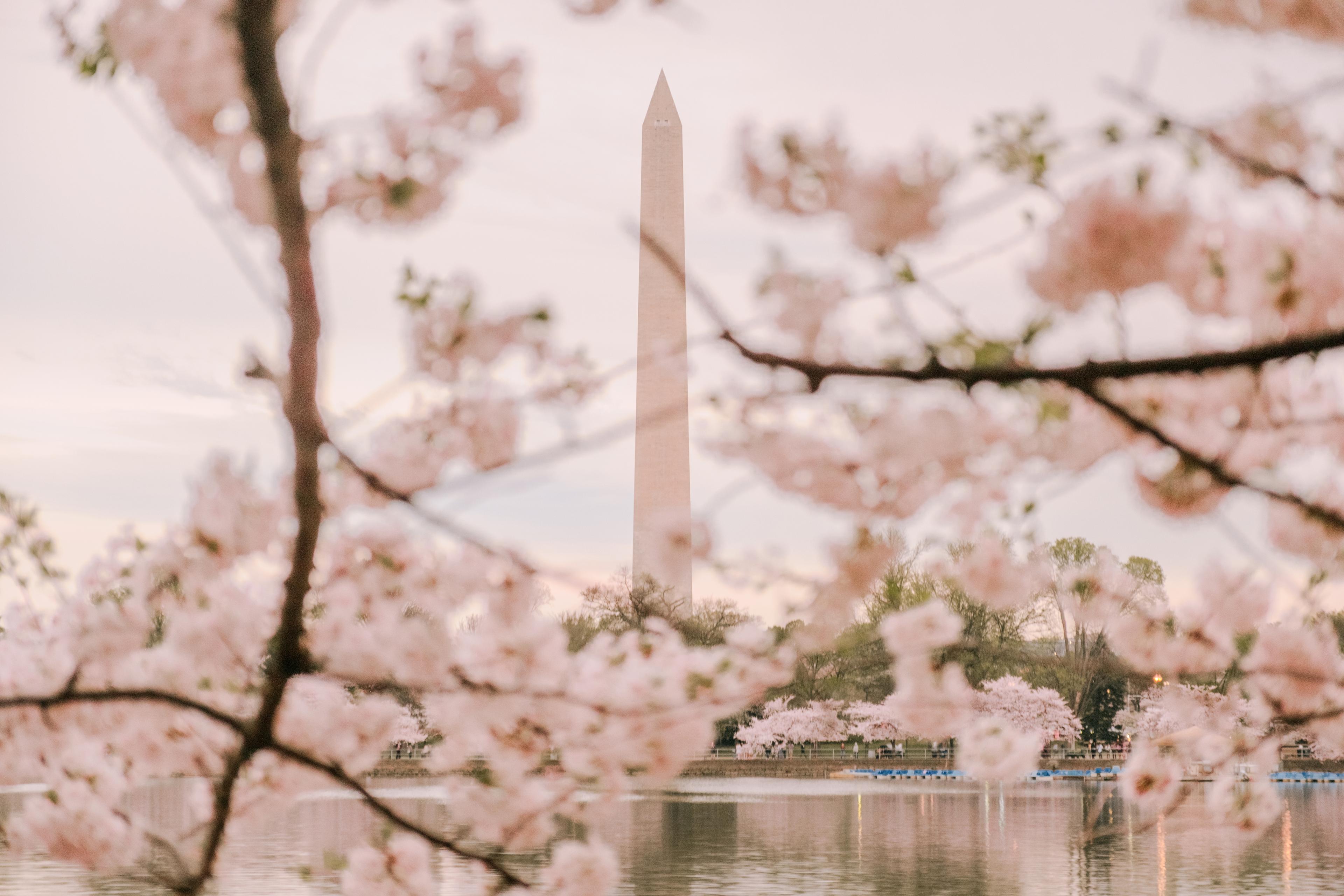 View of Washington Monument from through a cherry tree from the Tidal Basin