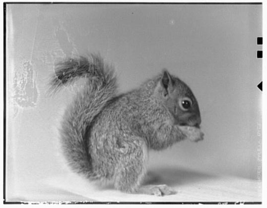 Image for National Mall Squirrels