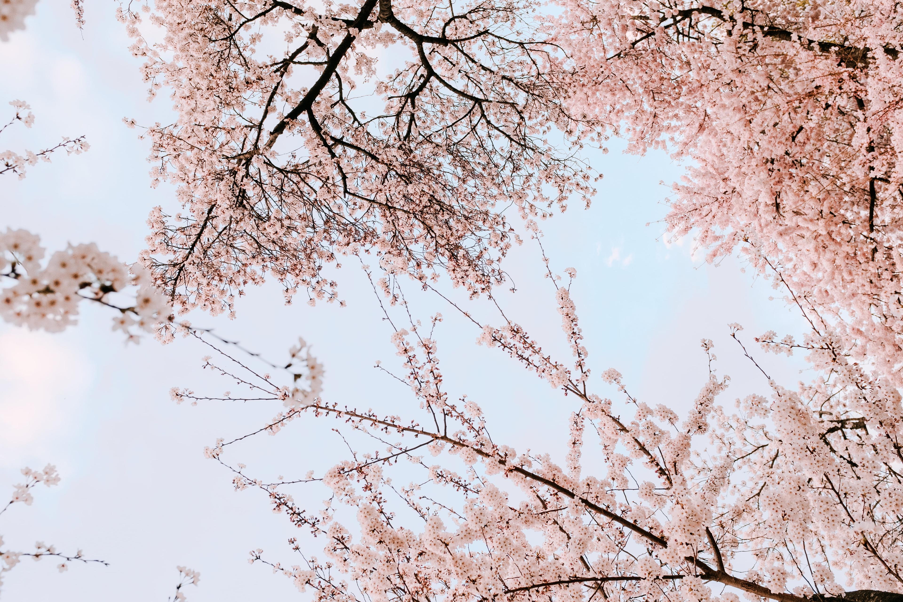 Cherry trees from below, looking up at a blue sky